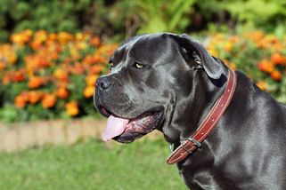 Smečka psů napadla na Brněnsku veterinární inspektory, jednu ženu těžce zranili - Novinky