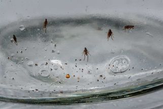 Blechy v koberci: 4 triky, které pomohou zbavit se jich i bez chemie