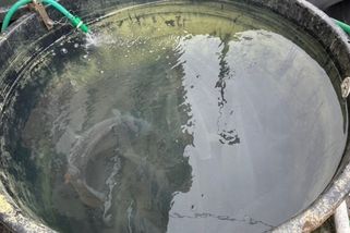 prahain.cz/zivot-ve-meste/meli-tam-kapra-z-ruska-sef-rybaru-vytahl-tema-udajneho-pokrytectvi-obchodu-25736.html