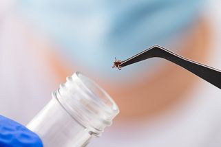 Které klíště vás nakazí? Riziko vás překvapí