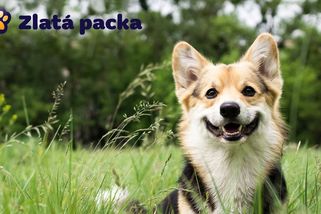 Poslední šance ve Zlaté pacce: Hlasujte pro nejhezčího psa a přispějte na dobrou věc - Proženy.cz