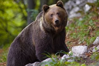 Medvěd na Slovensku napadl houbaře. Muž na místě vykrvácel - Novinky