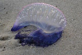 Krásná, ale nebezpečná. Měchýřovka portugalská patří k nejnebezpečnějším živočichům oceánů - Médium.cz