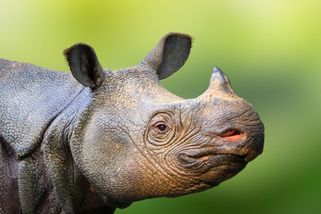 Svět věřil, že zvířata katastrofálně vymírají. Čeští vědci ale teď našli chybu - Seznam Zprávy