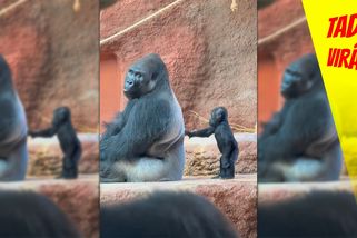 Zkouška trpělivosti v Pražské zoo: Drzé gorilí mládě zkoušelo, co všechno si může dovolit | Tady virál