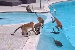 Bazén v thajském hotelu obsadila opičí tlupa, turisté se raději klidili pryč - Novinky