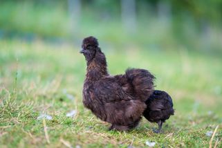 Češi si ve velkém pořizují „lovce klíšťat" na zahradu: Stojí pár stovek a funguje líp než chemie