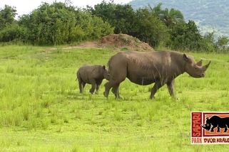 Prezident Petr Pavel pomohl ve Rwandě dvorským nosorožcům - Novinky