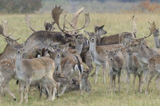 ASZ ČR, ČSOP a PSB: Úbytek biodiverzity způsobuje spárkatá zvěř