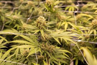 Technické konopí s nelegální příměsí. Děti končí v nemocnici - Seznam Zprávy