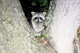 Školák natočil v Ostravě u potoka mývala severního - Novinky