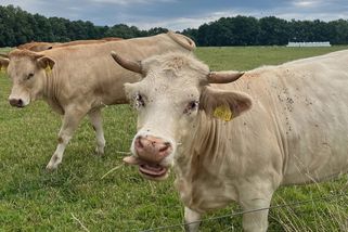 Hovězí a vepřové maso by se mohlo výrazně prodražit, chystá se daň z chovu skotu a prasat - EnergoZrouti.cz