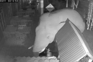 Slon zdevastoval michelinskou restauraci v Thajsku. Jeho noční návštěvu zachytila kamera - Novinky