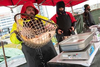 FOTO: Tradice, nebo horor? Prodej vánočních kaprů opět vzbuzuje emoce - Novinky