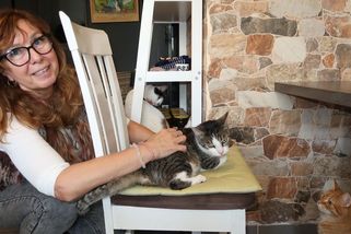 Kočičí kavárna v Plzni řeší rozjívené děti, možná jim zakáže vstup - Novinky