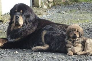 Tibetská doga: Smrtící strážce stád a klášterů. Nekompromisní ochránce je noční můrou zlodějů - Médium.cz