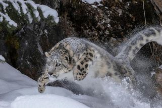 Riskovala kvůli fotce. Lyžařku napadla vzácná šelma, krvavý útok zachytila kamera
