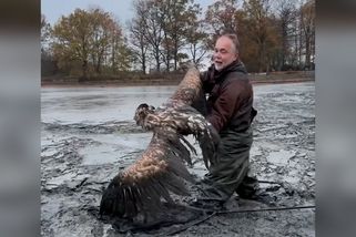Orel zůstal u Sudoměře uvězněný v bahně. Brodili se pro něj v prsačkách a s podběrákem | Novinky.cz: Domácí