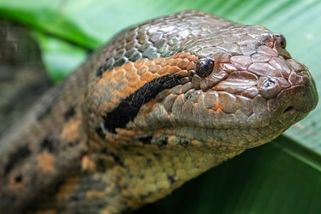 Nově objevené druhy zvířat: bizarní ryba, nová anakonda i DiCapriův had - Seznam Zprávy