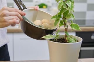 Vyléváte vodu po uvaření vajec? Velká chyba, díky ní budete mít pevná rajčata a bohaté květy růží - Proženy.cz