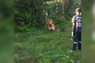 Nahý ruský turista se v Thajsku sápal na krávu. Ta jej srazila k zemi a nabrala na rohy - Novinky