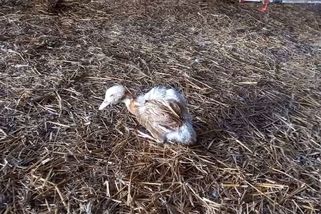 Kachny ležely na zádech, točily se v kruhu a živořily mezi uhynulými kusy. Za otřesné týrání hrozí muži 10 let - Novinky