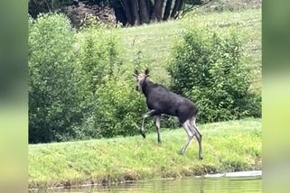 Los pozorovaný na Ostravsku dorazil do Zlína. Je zesláblý a kulhá - Novinky