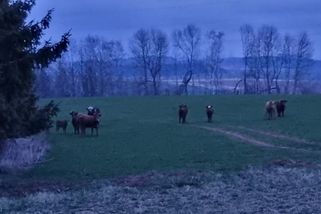 Evropská rarita. Na Trutnovsku řádí zdivočelé stádo hovězího dobytka - Novinky