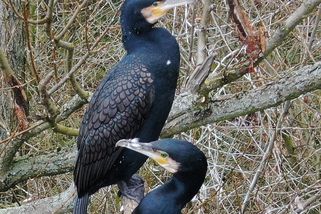 Jaký je vliv kormoránů na úbytek ryb? Vědci zahájili terénní pokusy s provazo-fáborkovými zábranami