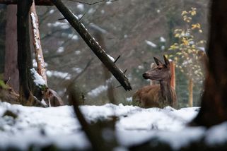 Petr Ješátko st.: Otevřený dopis ministryni životního prostředí ve věci lovu březích laní - Ekolist.cz
