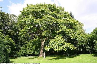 iReceptář | Paulovnie: ideální dřevina pro budoucnost, ale její výsadba podléhá legislativním omezením