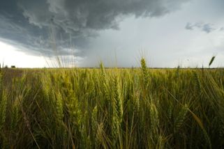 Slovensko zakázalo kvůli pesticidu zpracování a prodej ukrajinského obilí