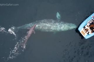 Velryba se turistům pochlubila čerstvě narozeným mládětem - Novinky