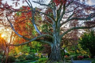 Evropským stromem roku se stal polský buk Srdce zahrady. Titul putuje k našim severním sousedům již potřetí v řadě - Novinky