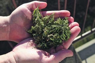 Singapur popravil pašeráka konopí - Novinky