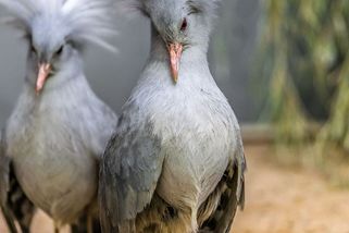 Výběr ředitele pražské zoo končí. Do finální čtyřky postoupil i Bursík - Seznam Zprávy