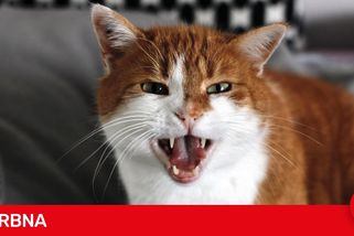 Drama v Břeclavi. Matku se synem vyhnala z bytu jejich vlastní kočka