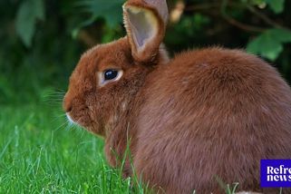 Horor v nizozemské zoo! Žák základní školy tam zabil 11 zvířat