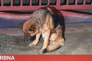 Na Vyškovsku někdo utýral fenku německého ovčáka. Zuboženou a nemocnou ji přivázal k bráně