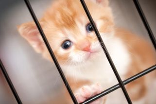 Hlubiny zla: Videa mučení a poprav koček sdílejí tisíce lidí. Lepší než sex, říká jeden ze zoosadistů