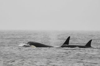 Tři kosatky vtrhly do Sališského moře a překvapili vědce