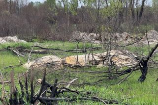 Po obilí přišlo na řadu dřevo. Rusové na Ukrajině nelegálně kácí ve velkém celé lesy