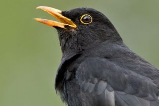 Ptáci se víc bojí žen, zjistili vědci. Měsíce bádali v pěti zemích včetně Česka