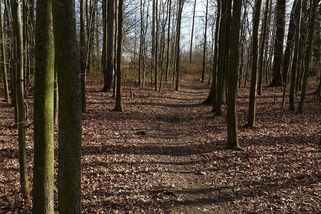 Nejtajemnější les Česka: Místo, kde to dýchá cizí přítomností