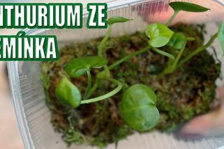 Vypěstujte si krásnou toulitku ze semínka | Pokojovky s Plant Lady