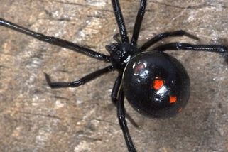 Chorvatsko sužují smrtelně jedovatí pavouci: Ráj dovolenkářů ohrožuje výskyt černé vdovy – eXtra.cz