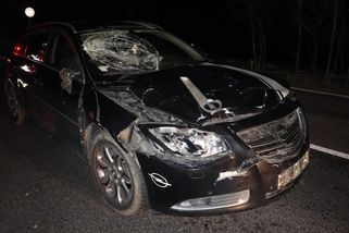 Ani divočák, ani srna. Řidiči na Českolipsku vběhla před auto kráva - Novinky