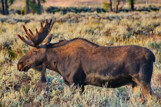 Emil si vybere státní občanství, jen co se probere - Svět hospodářství
