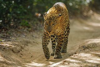 Po útoku levharta zemřel na Srí Lance český mnich - Seznam Zprávy