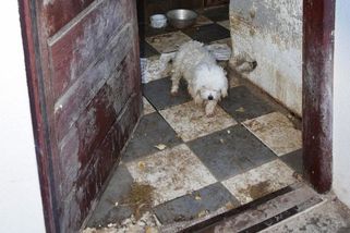 Na Slovensku odhalili ilegální množírnu psů. Zvířata žila ve špíně a výkalech - Novinky